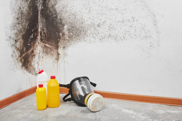  Radford, VA Mold Removal Pros