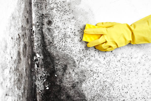 Office Mold Removal Services in Radford, VA