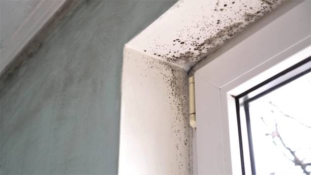Best Certified Mold Removal  in Radford, VA