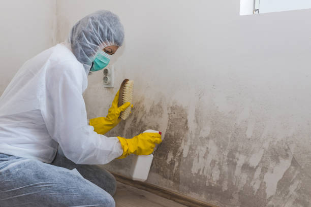 Best Office Mold Removal Services  in Radford, VA