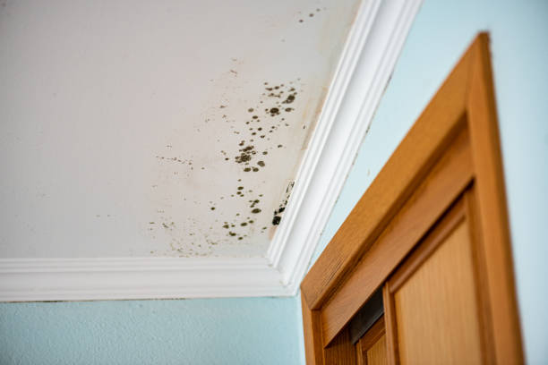 Best Fast Mold Removal  in Radford, VA