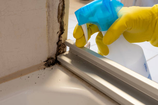 Best Best Mold Removal Companies  in Radford, VA