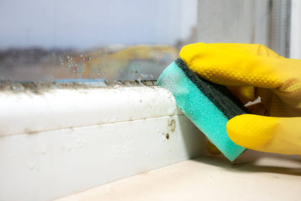 Best Affordable Mold Removal  in Radford, VA