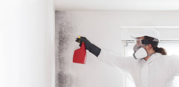 Best Commercial Mold Removal  in Radford, VA
