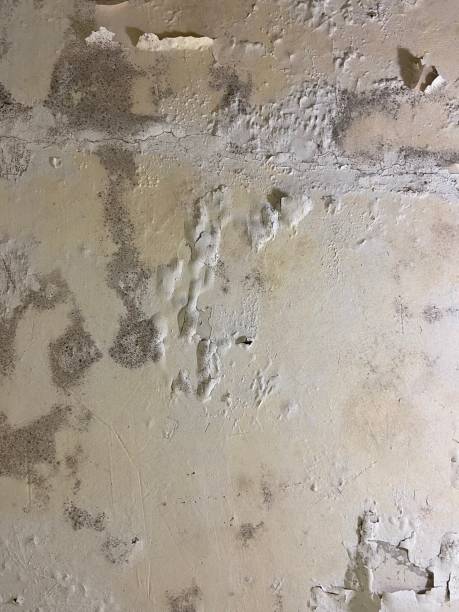 Best Mold Removal Near Me  in Radford, VA