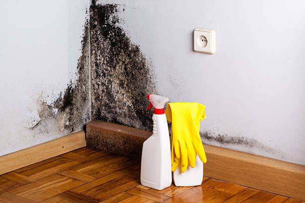 Best Mold Removal Company Near Me  in Radford, VA