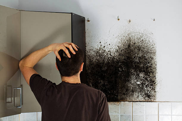 Professional Mold Removal in Radford, VA