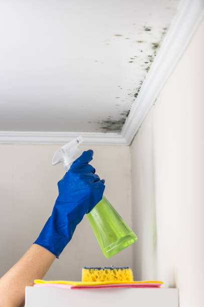 Best Mold Remediation Services  in Radford, VA